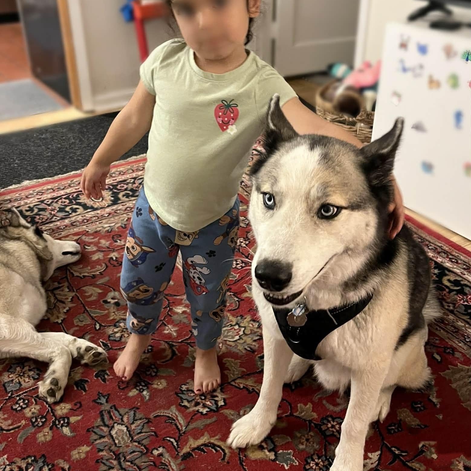 Orion, a ADOPTABLE mixed breed in San Francisco, CA image 4/5