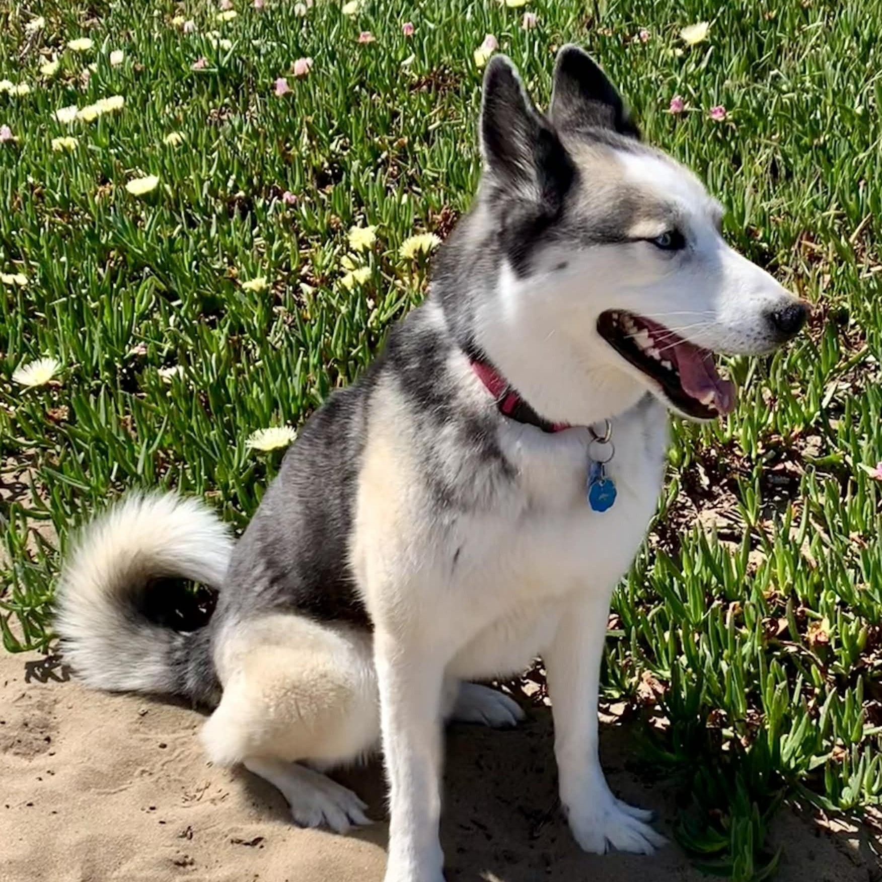 Orion, a ADOPTABLE mixed breed in San Francisco, CA image 2/5