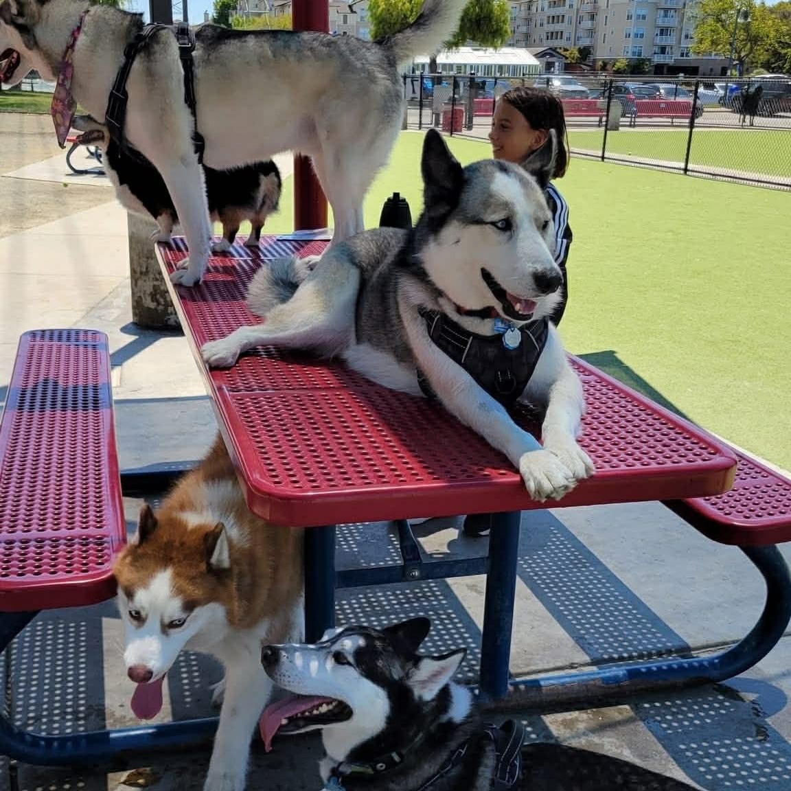 Orion, a ADOPTABLE mixed breed in San Francisco, CA image 5/5