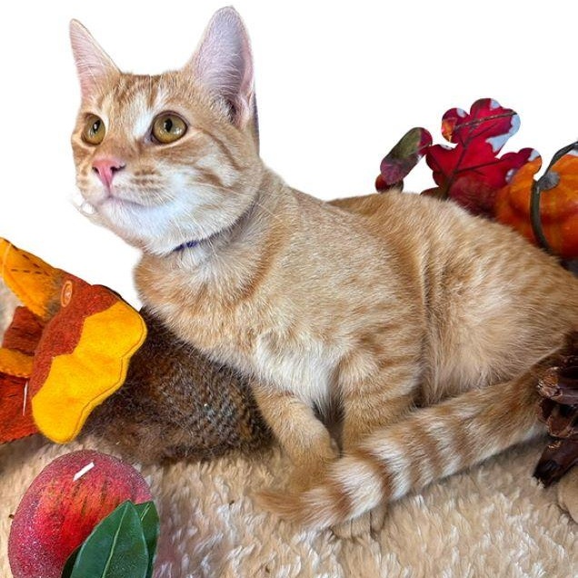 Cheech, Adoptable, Kitten Male Tabby & Domestic Short Hair.