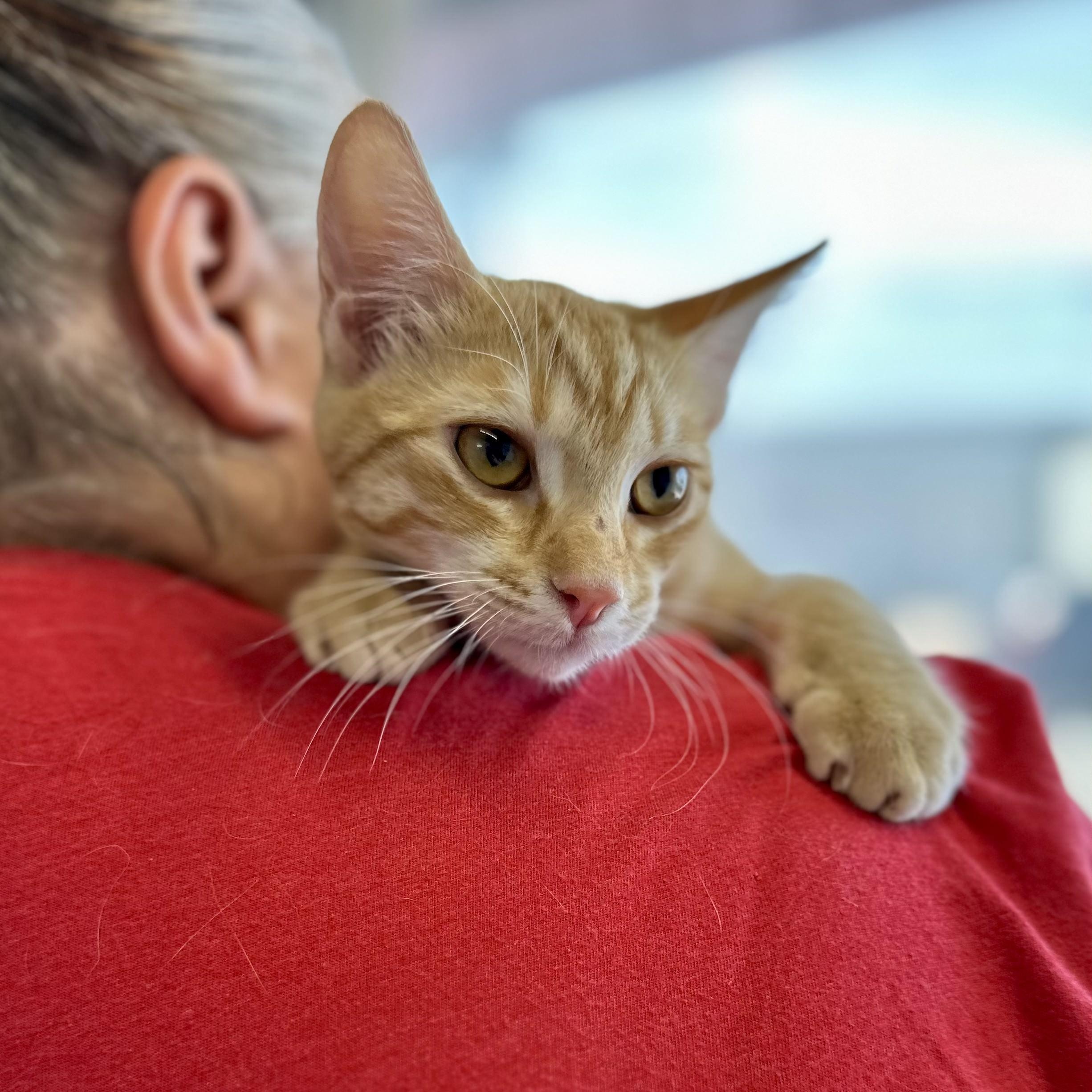 Enlarge Cheech, a Adoptable mixed breed in Tulsa, OK image 4/6