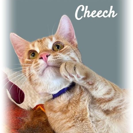 Enlarge Cheech, a Adoptable mixed breed in Tulsa, OK image 5/6