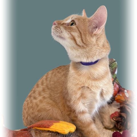 Enlarge Cheech, a Adoptable mixed breed in Tulsa, OK image 3/6