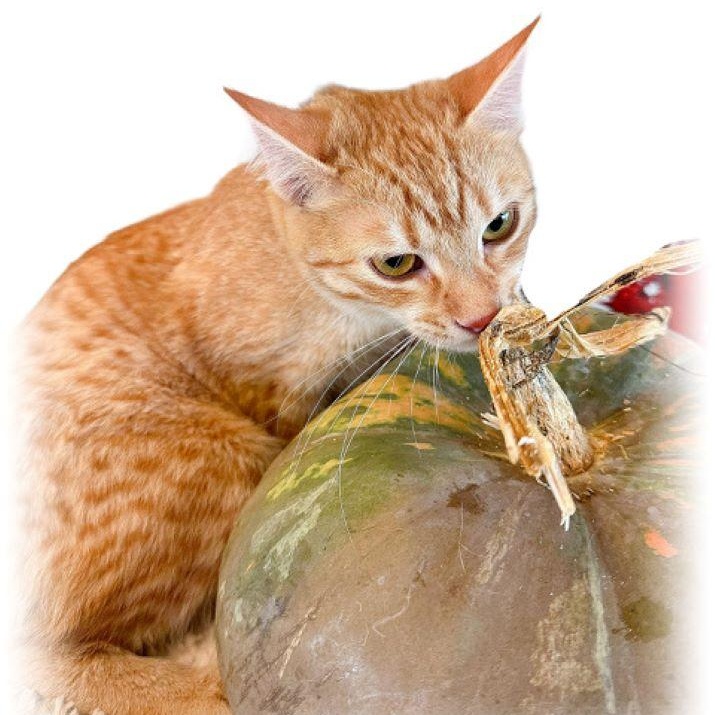 Enlarge Cheech, a Adoptable mixed breed in Tulsa, OK image 6/6