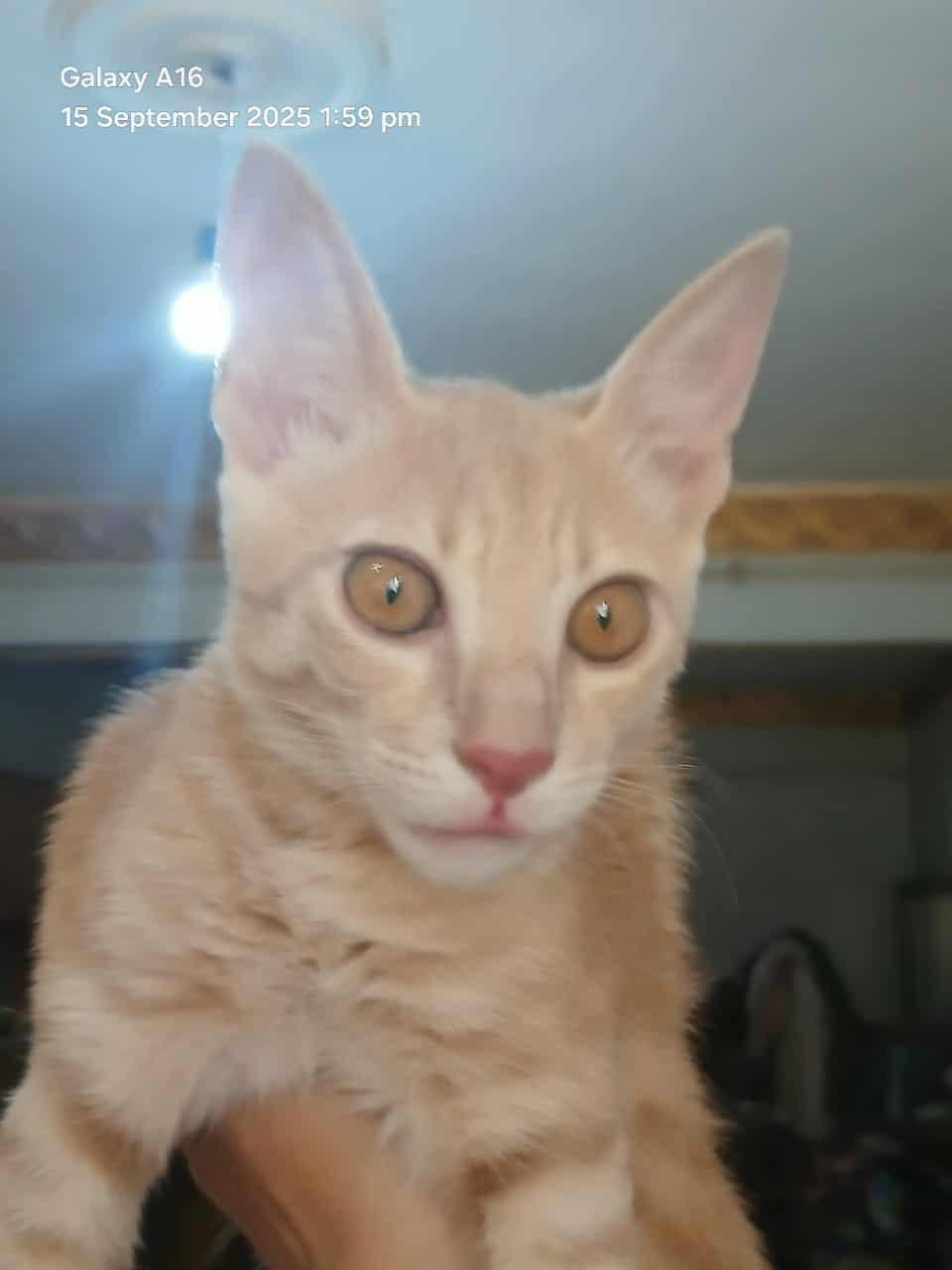 Lou Lou Lollipop, Adoptable, Kitten Female Domestic Short Hair.