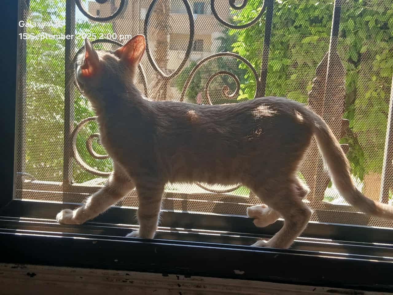 Enlarge Lou Lou Lollipop, a Adoptable Domestic Short Hair in Mississauga, ON image 6/6