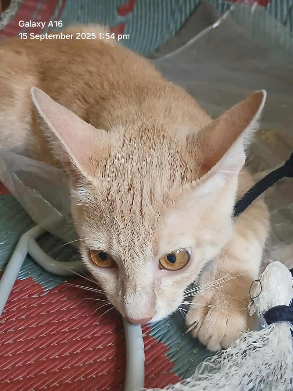 Enlarge Lou Lou Lollipop, a Adoptable Domestic Short Hair in Mississauga, ON image 4/6