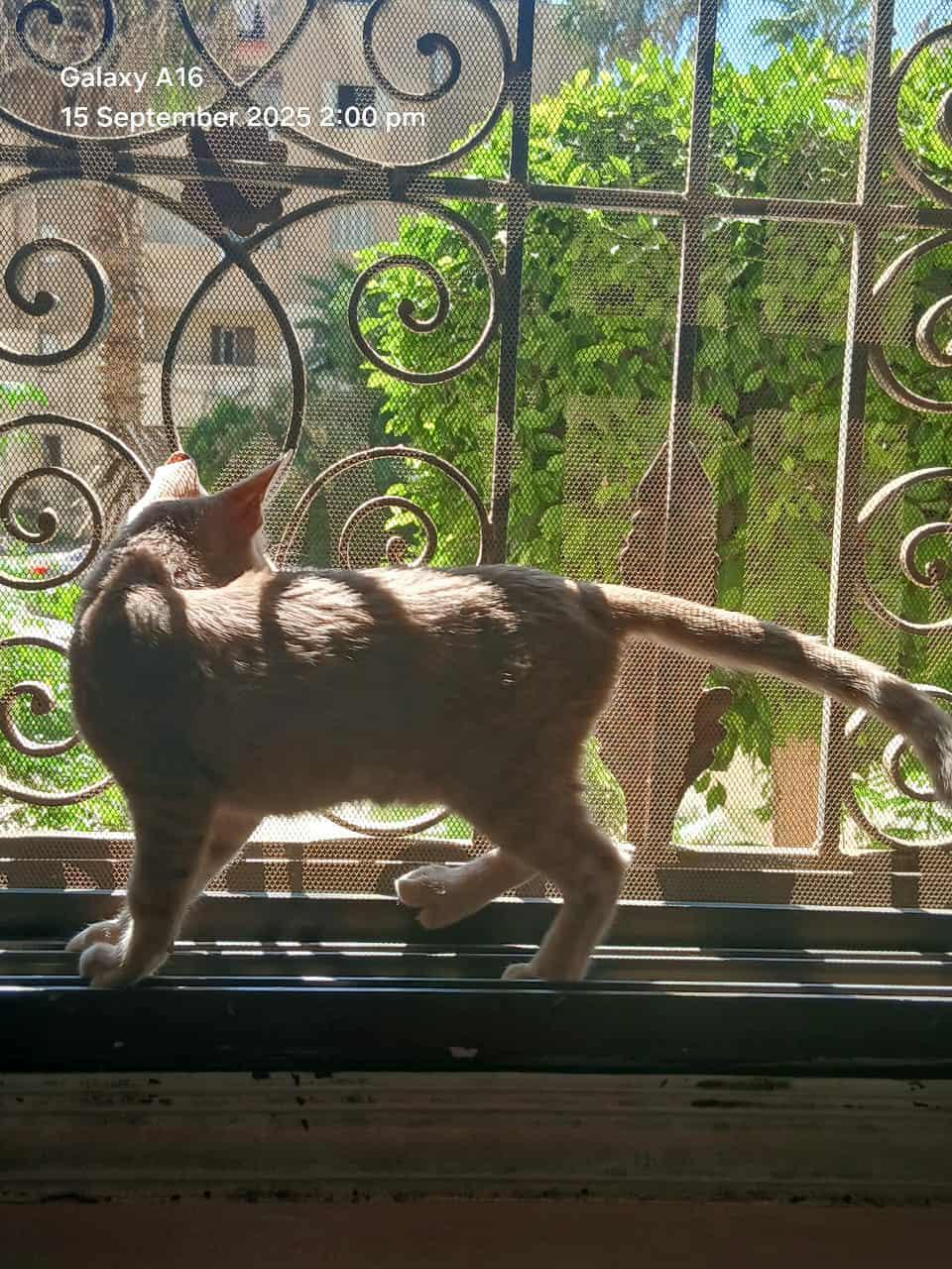 Enlarge Lou Lou Lollipop, a Adoptable Domestic Short Hair in Mississauga, ON image 5/6