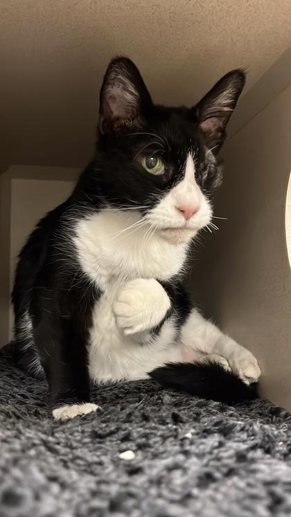 Eleven, a Adoptable mixed breed in Quakertown, PA image 1/3