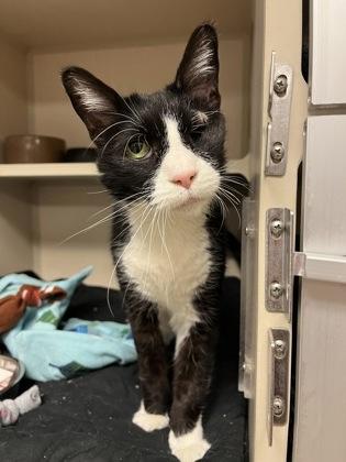 Eleven, a Adoptable mixed breed in Quakertown, PA image 2/2