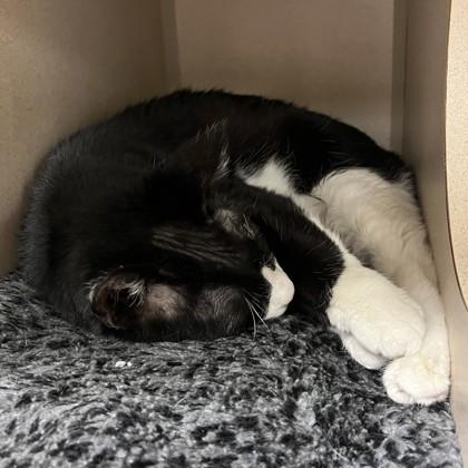 Eleven, a Adoptable mixed breed in Quakertown, PA image 3/3