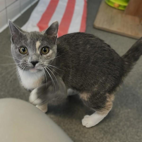 Enlarge Seraphina, a Adoptable mixed breed in Roanoke, VA image 1/1
