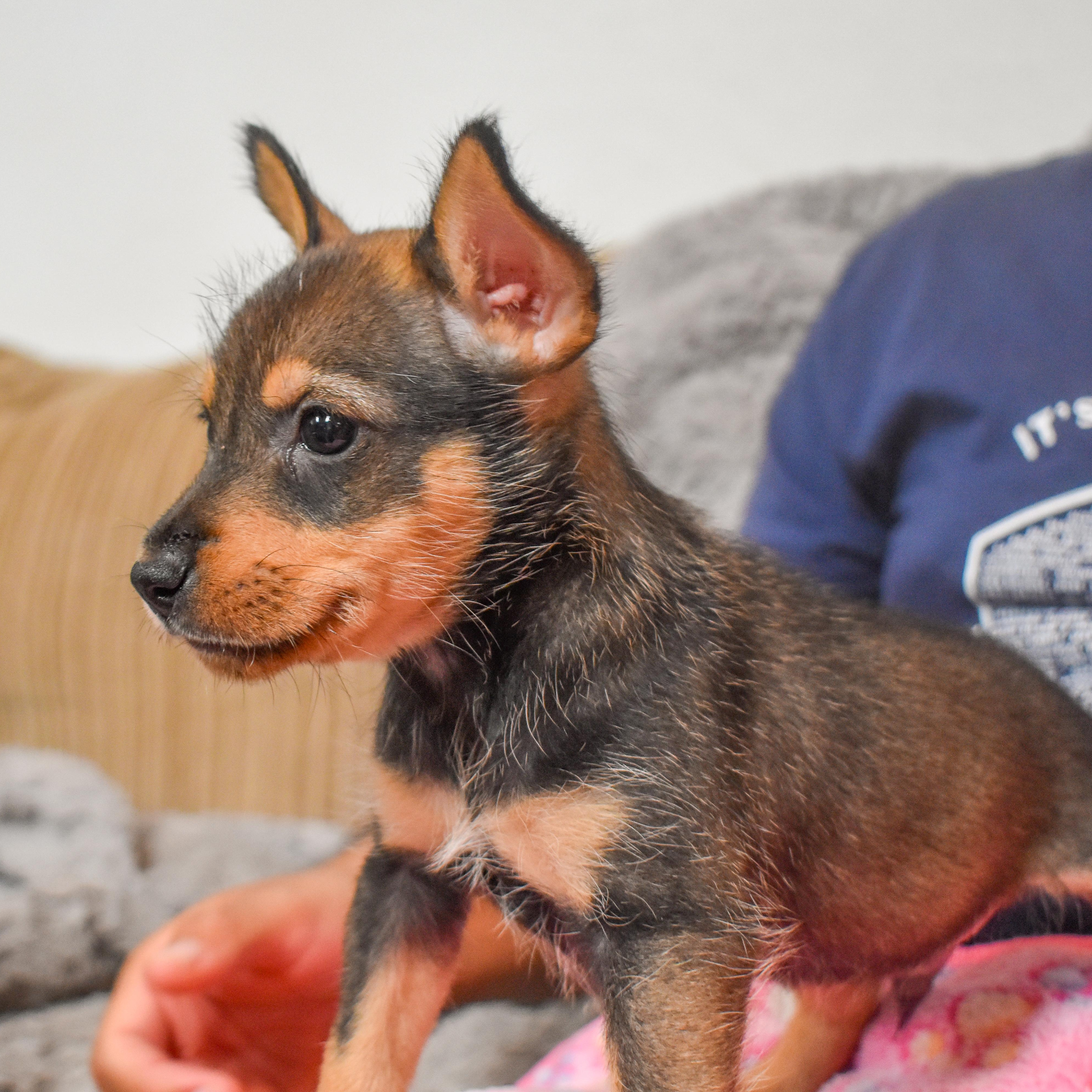 Bullseye — thumbnail 2