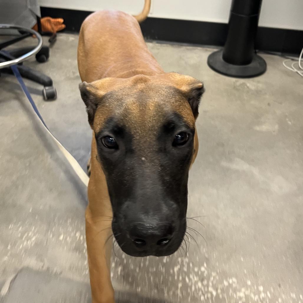 Roky, Adoptable, Puppy Male Presa Canario & Presa Canario.