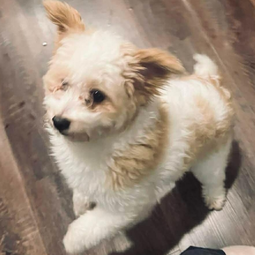 Pickles, an adoption pending mixed breed in Rochester, NY image 5/6