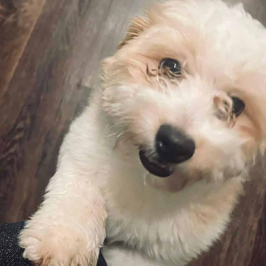 Pickles, an adoption pending mixed breed in Rochester, NY image 2/6