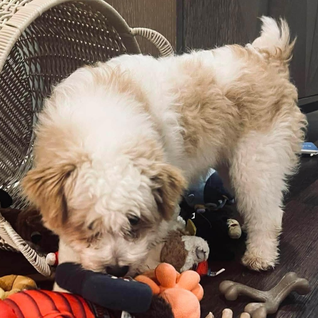Pickles, an adoption pending mixed breed in Rochester, NY image 4/6