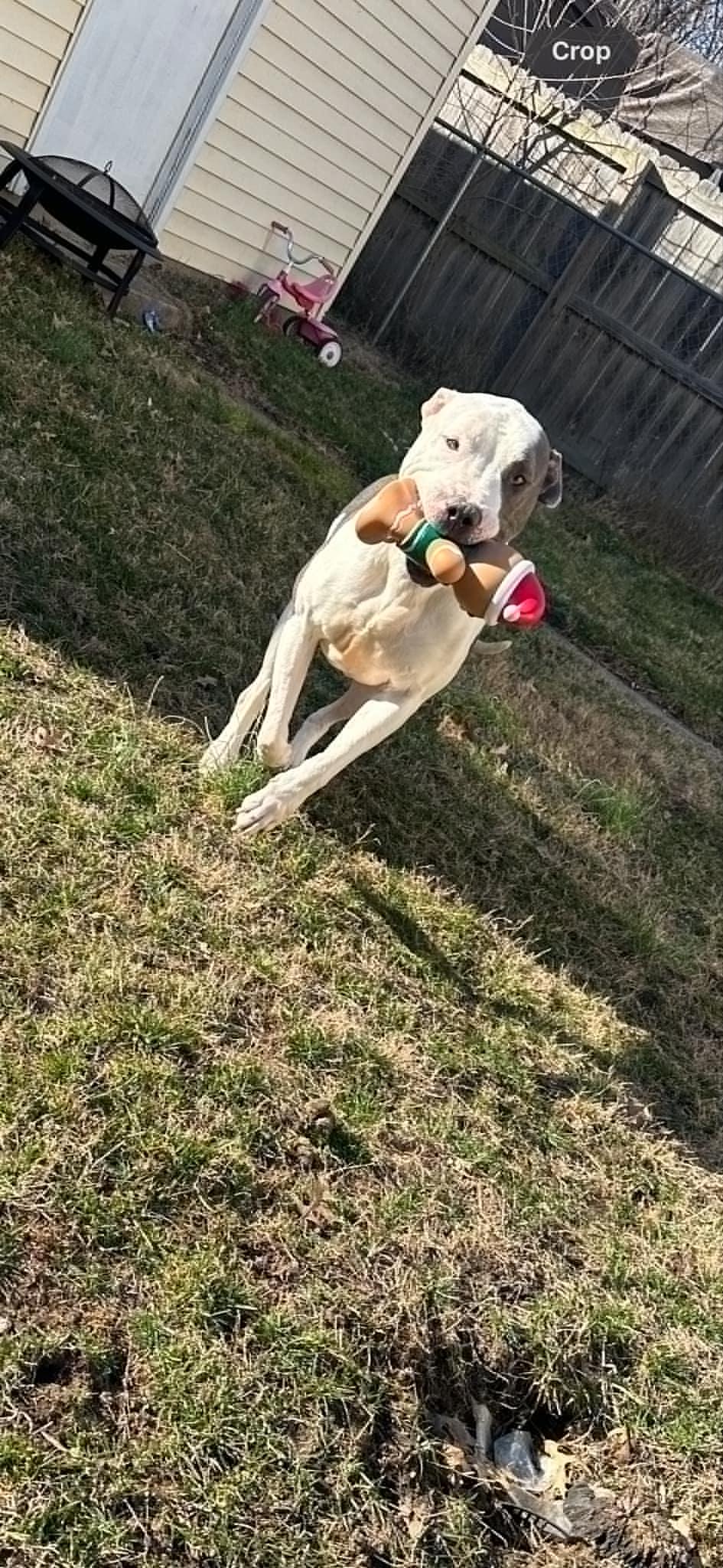 Macbeth (Foster Needed)