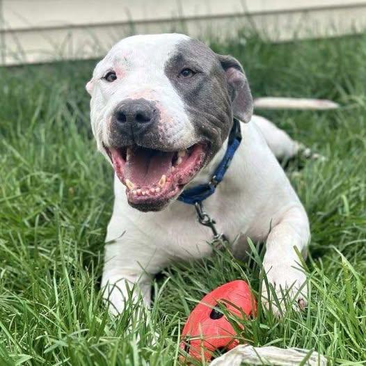 Macbeth (Foster Needed), Adult Male American Bulldog