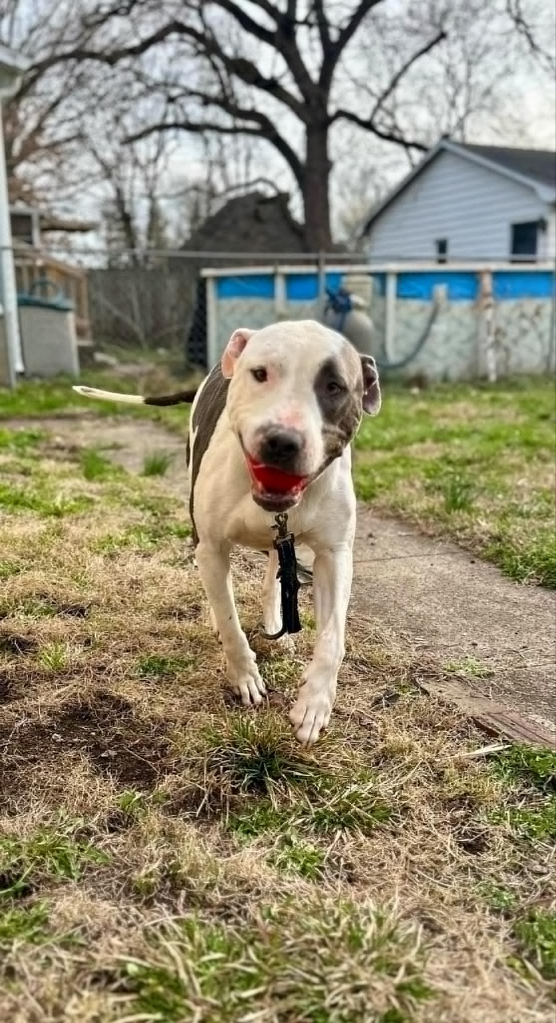 Macbeth (Foster Needed)