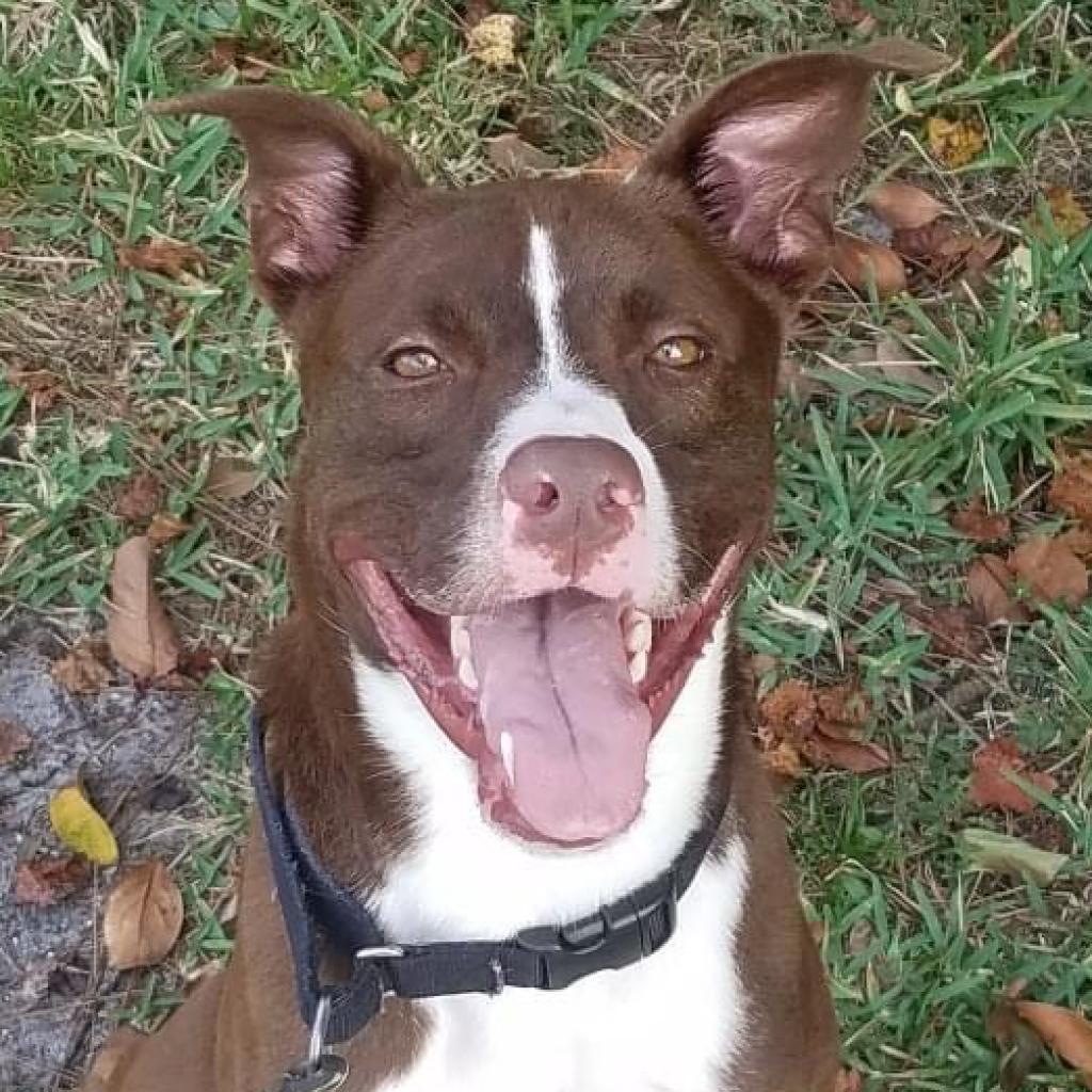 Enlarge Tucker 2, a Adoptable Pit Bull Terrier in Sarasota, FL image 2/6