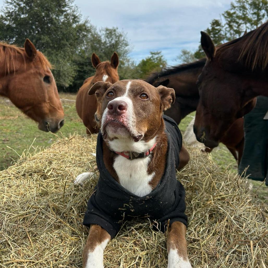 Enlarge Tucker 2, a Adoptable Pit Bull Terrier in Sarasota, FL image 3/6