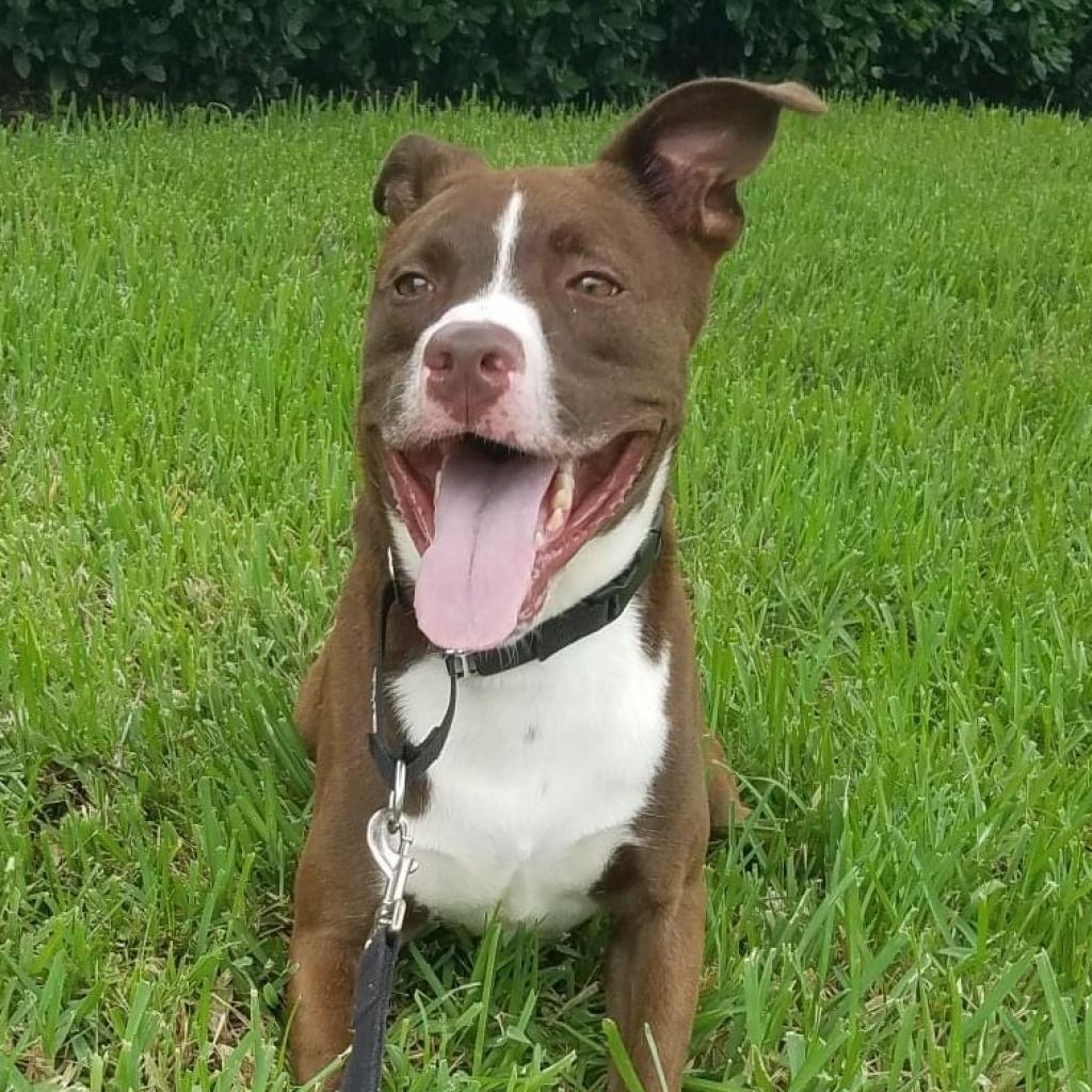 Enlarge Tucker 2, a Adoptable Pit Bull Terrier in Sarasota, FL image 4/6