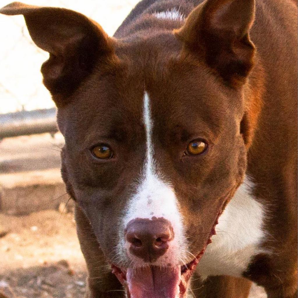 Enlarge Tucker 2, a Adoptable Pit Bull Terrier in Sarasota, FL image 5/6