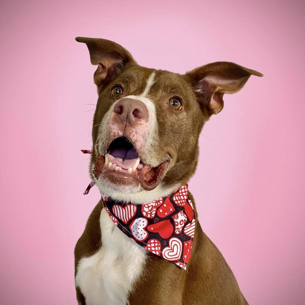 Enlarge Tucker 2, a Adoptable Pit Bull Terrier in Sarasota, FL image 6/6