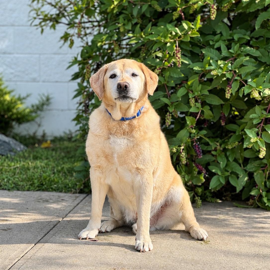 Snow, Adopted, Senior Male Labrador Retriever.