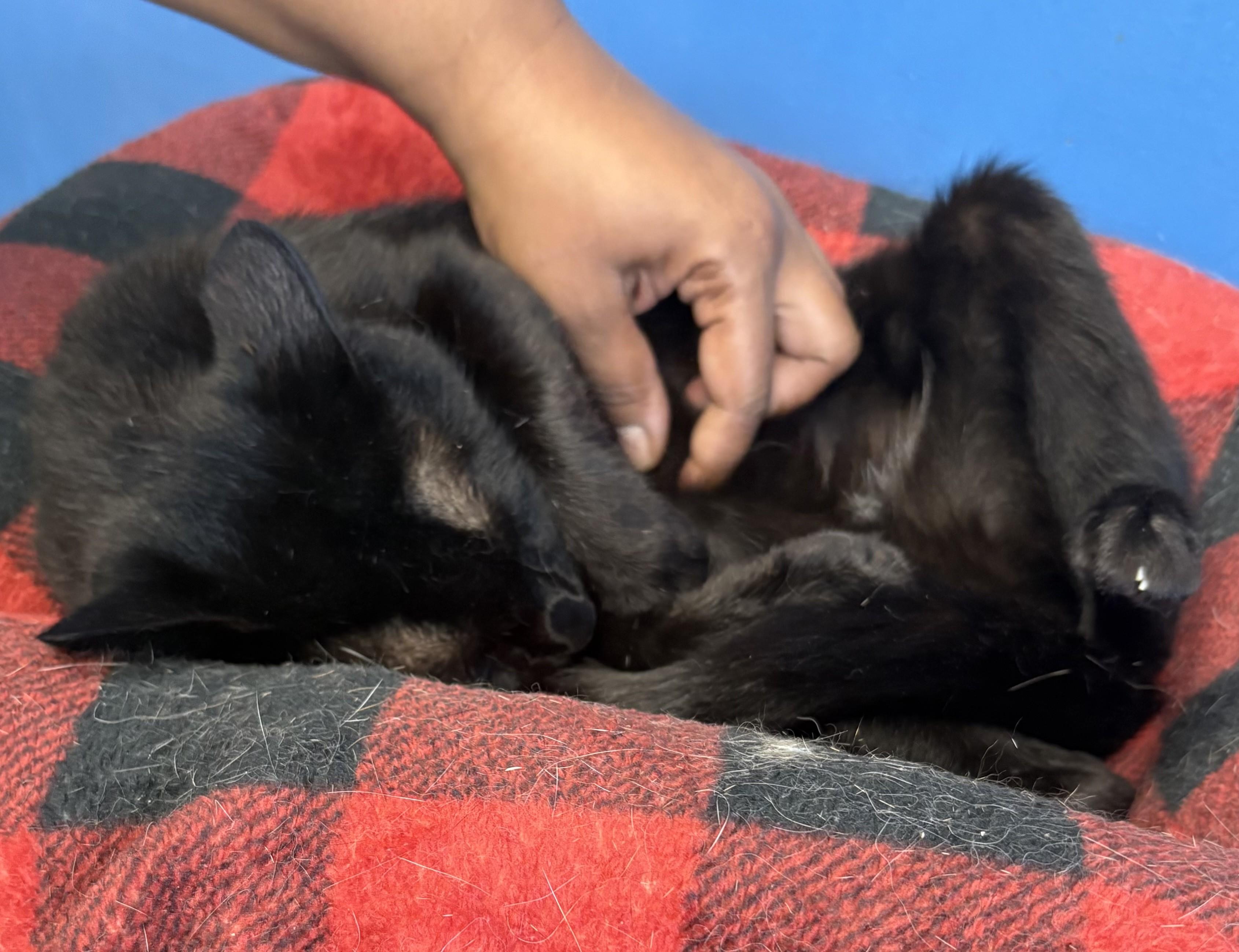 Clark, a Adoptable Domestic Short Hair in Columbus, OH image 3/6