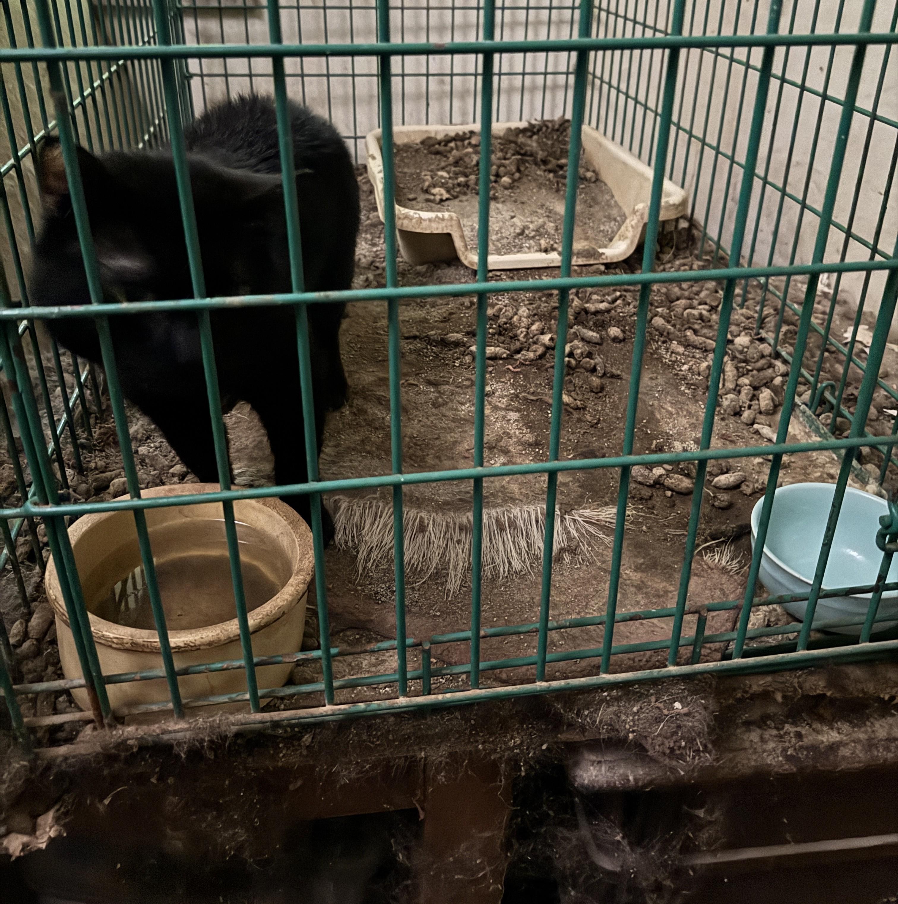 Clark, a Adoptable Domestic Short Hair in Columbus, OH image 6/6
