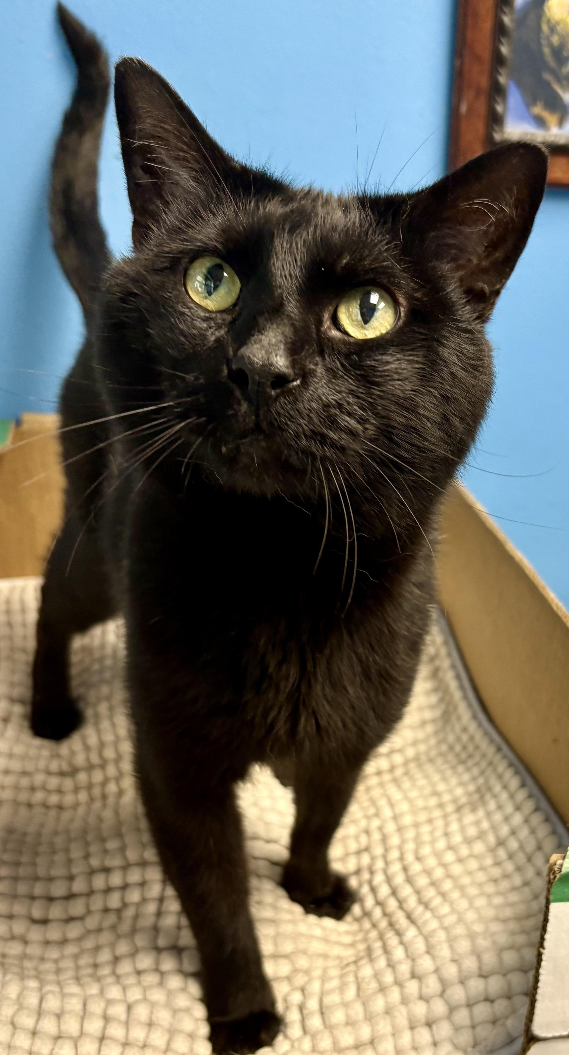 Clark, a Adoptable Domestic Short Hair in Columbus, OH image 1/6