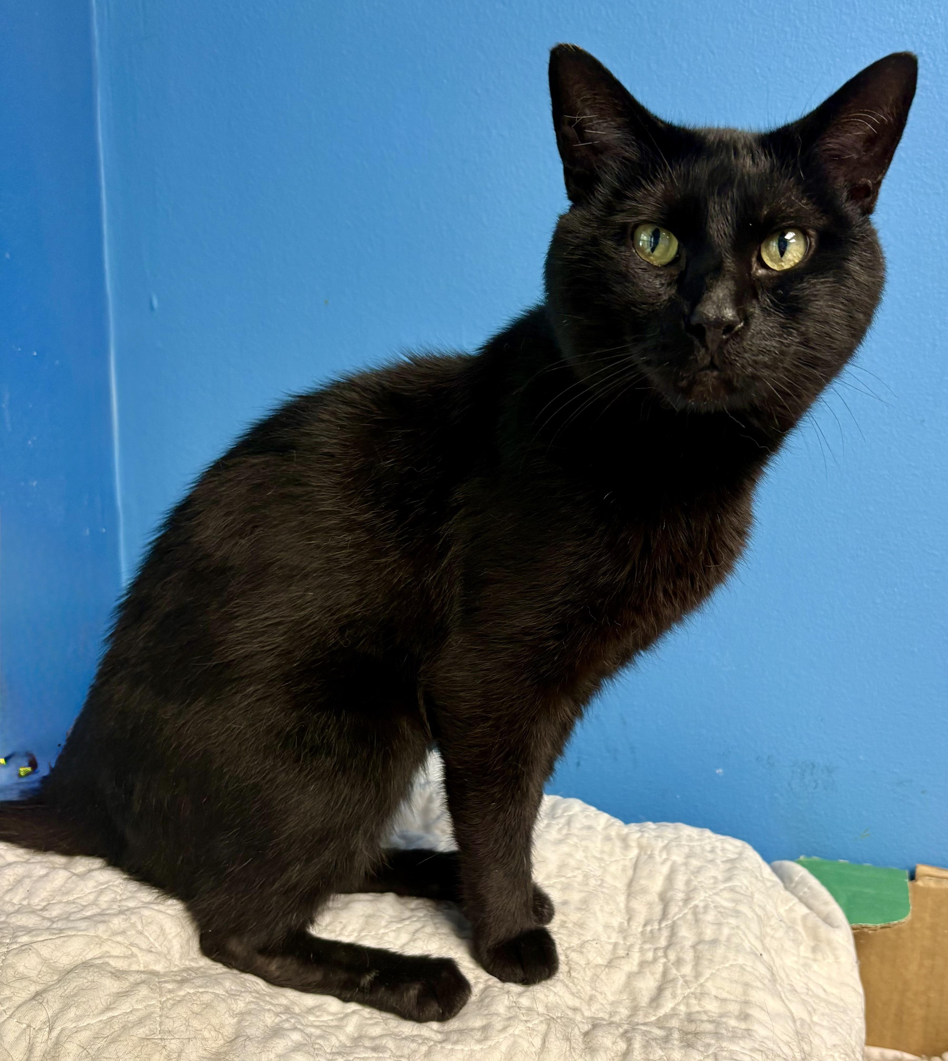 Clark, a Adoptable Domestic Short Hair in Columbus, OH image 2/6