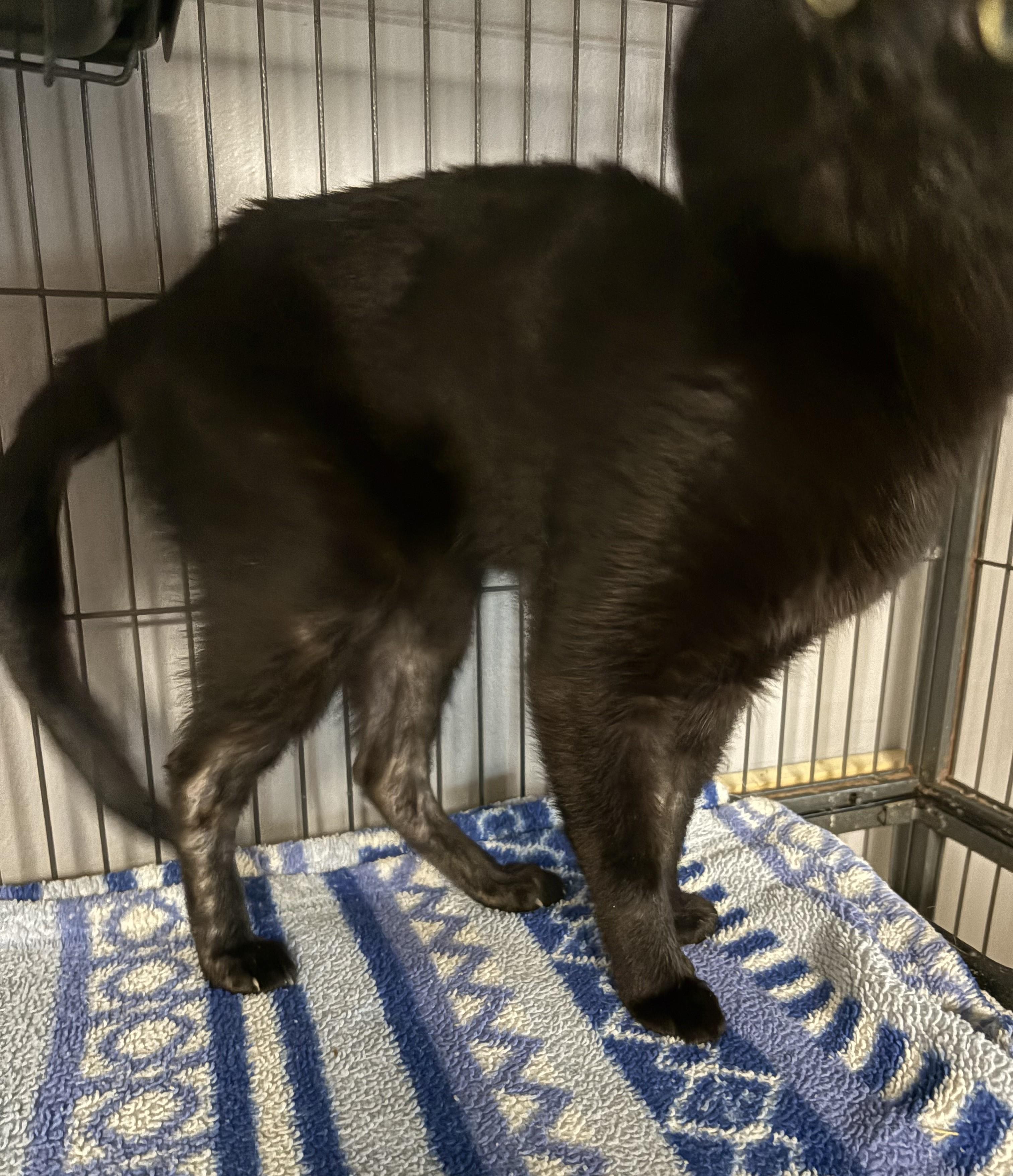 Clark, a Adoptable Domestic Short Hair in Columbus, OH image 5/6
