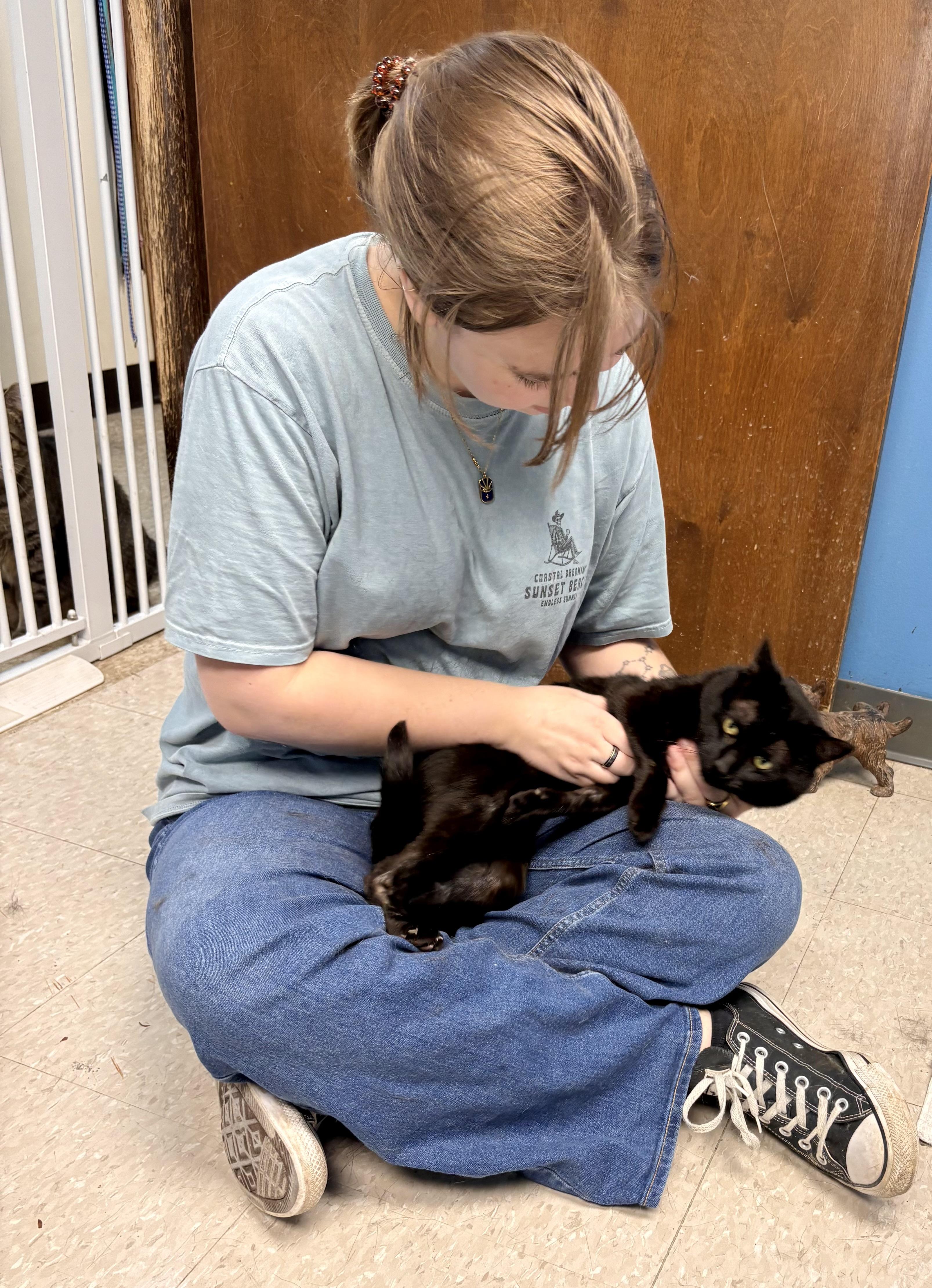 Clark, a Adoptable Domestic Short Hair in Columbus, OH image 4/6