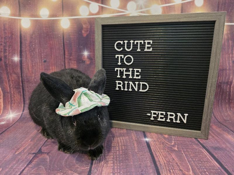 Fern, Adoptable, Adult Female Havana.