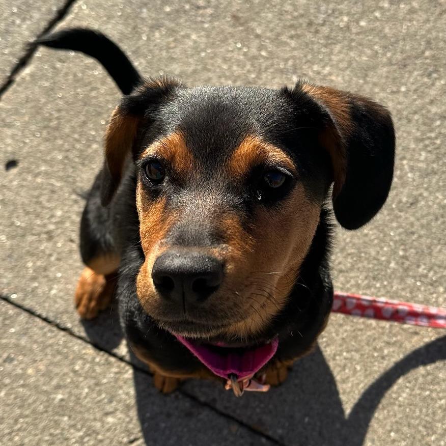 Ginger $399, Adoptable, Young Female Mixed Breed.