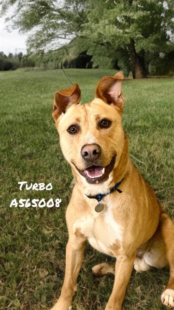 TURBO, Adoptable, Young Male Pit Bull Terrier & Mixed Breed.
