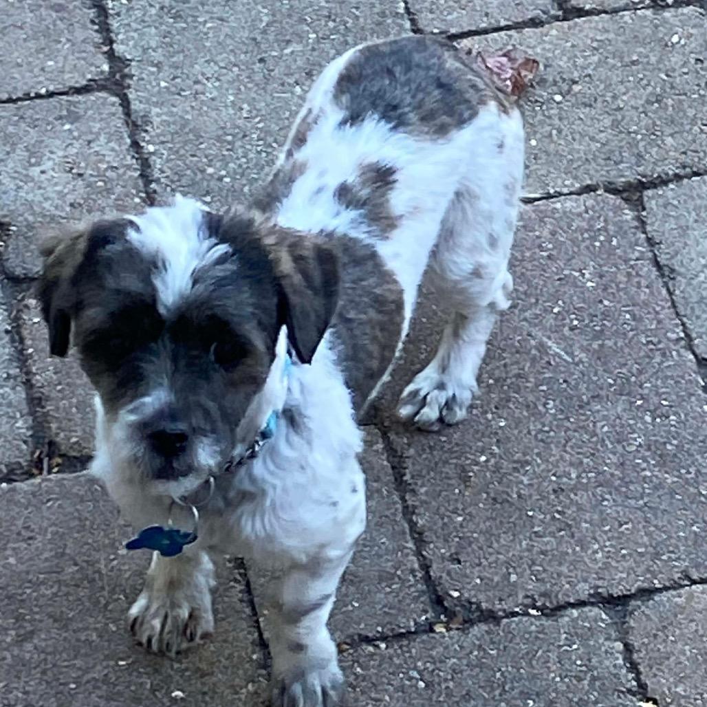 Bear, Adoptable, Adult Male Shih Tzu.