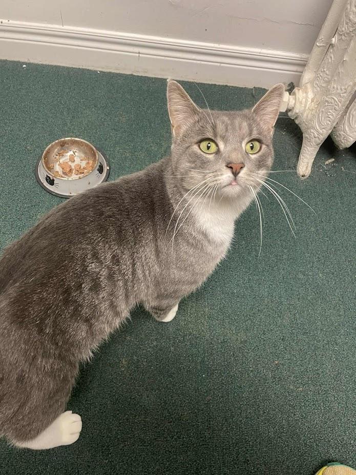 Enlarge Wilford, a Adoptable Domestic Short Hair in Penfield, NY image 5/5
