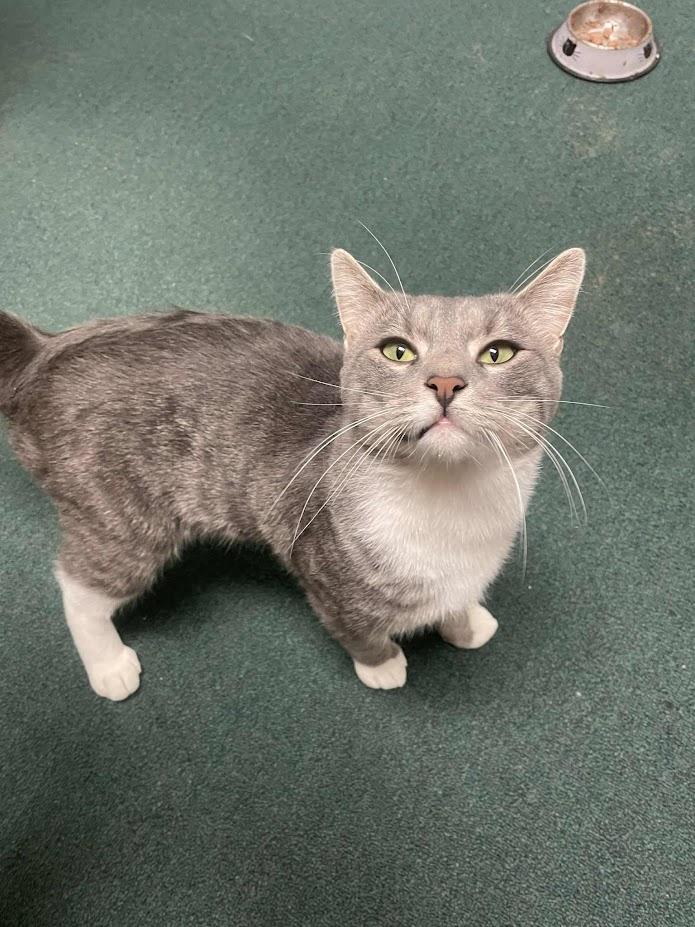 Enlarge Wilford, a Adoptable Domestic Short Hair in Penfield, NY image 2/5