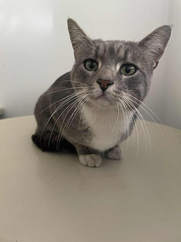 Enlarge Wilford, a Adoptable Domestic Short Hair in Penfield, NY image 3/5