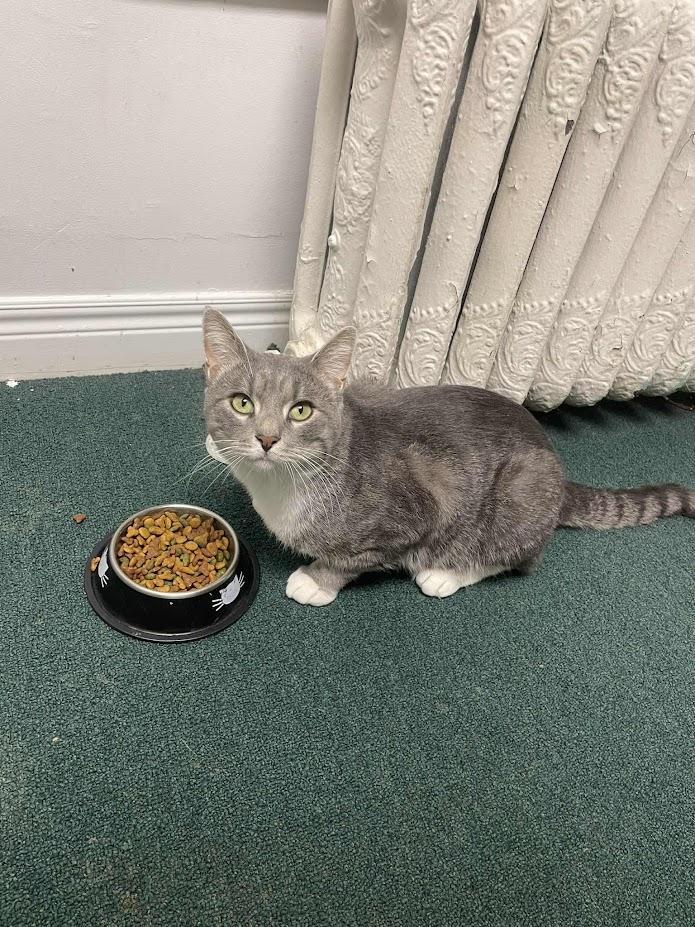 Enlarge Wilford, a Adoptable Domestic Short Hair in Penfield, NY image 4/5