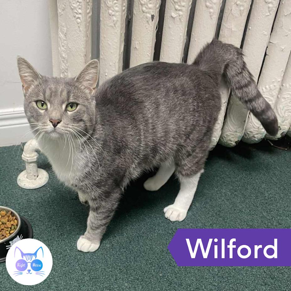 Wilford, Adoptable, Adult Male Domestic Short Hair.