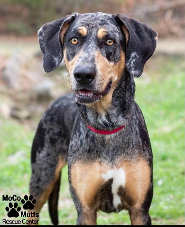 Enlarge Jolene, a ADOPTABLE mixed breed in Sunbright, TN image 1/2