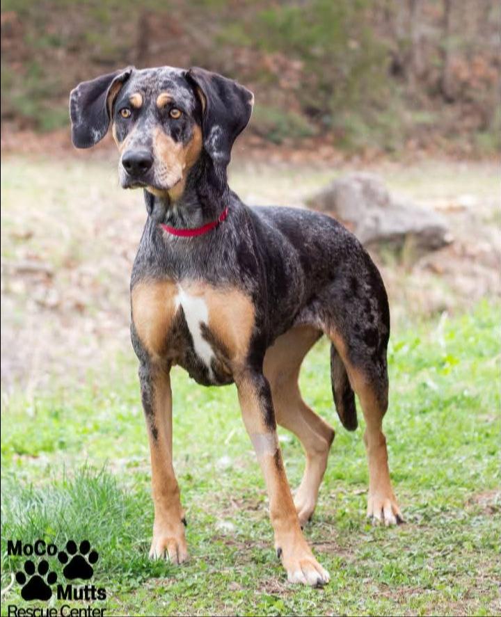 Enlarge Jolene, a ADOPTABLE mixed breed in Sunbright, TN image 2/2