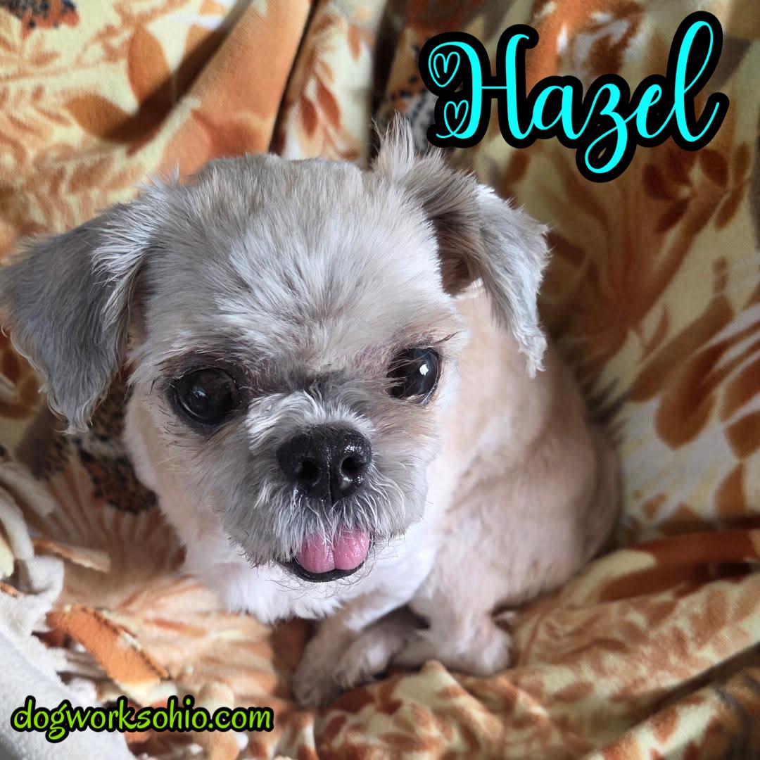 Enlarge Hazel, a Adoptable Shih Tzu in Toledo, OH image 3/3
