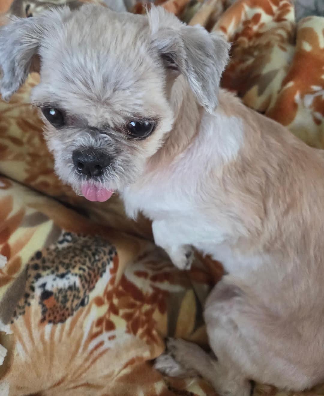 Enlarge Hazel, a Adoptable Shih Tzu in Toledo, OH image 2/3