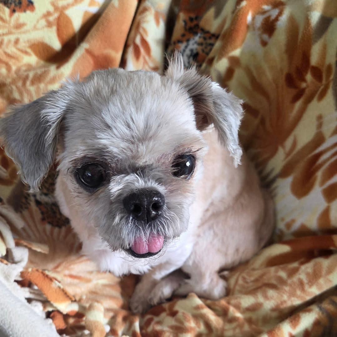 Hazel, Adoptable, Adult Female Shih Tzu.